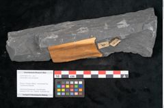 Foto (Objekt + Etikett) von Odontopteris minor Brongniart (NHMW-GEO-2024-0188-10716)
